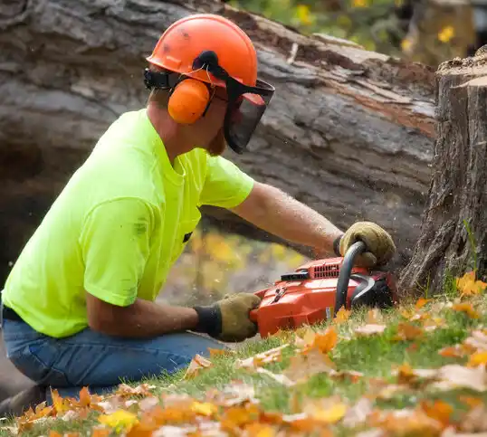 tree services Ellington